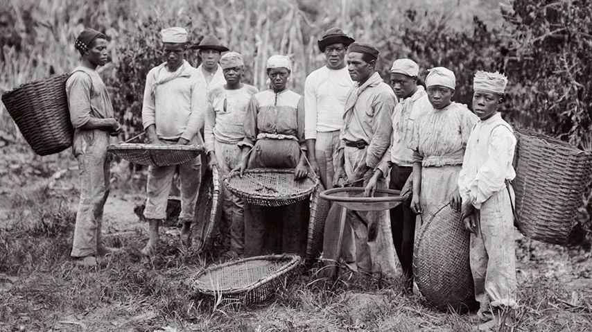 Pessoas escravizadas na colheita de café.